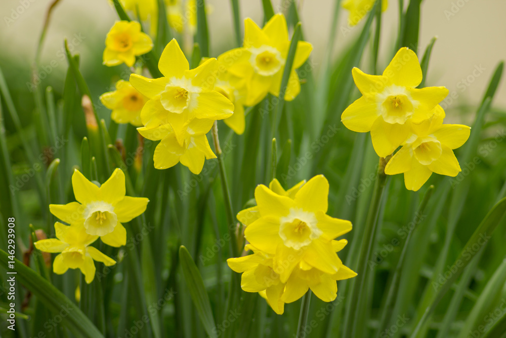 Obraz premium Spring Daffodils