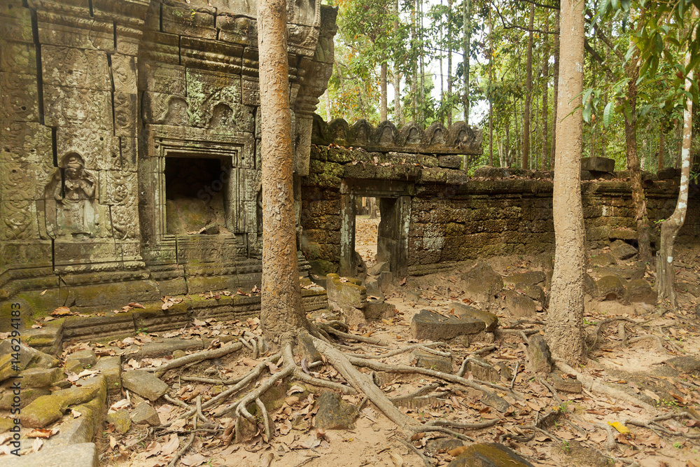 Trees with weird roots around jungle temple in Asia 