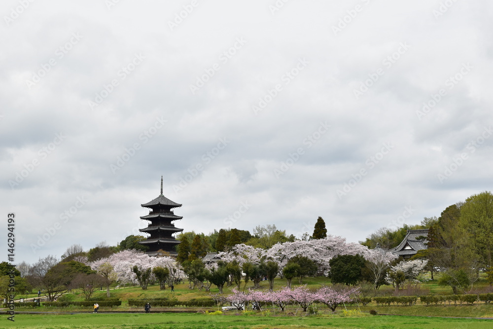 備中国分寺(曇りの日の桜と桃の花）
