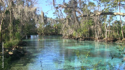 Several manatees at the Three Sisters Spring near Crystal River in Florida - 5
