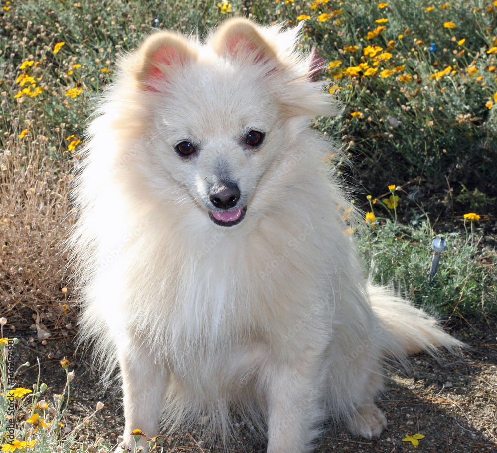 Fototapeta premium cute dog with yellow flowers