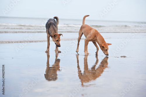 Dogs at the sandy beach, summer vacantion