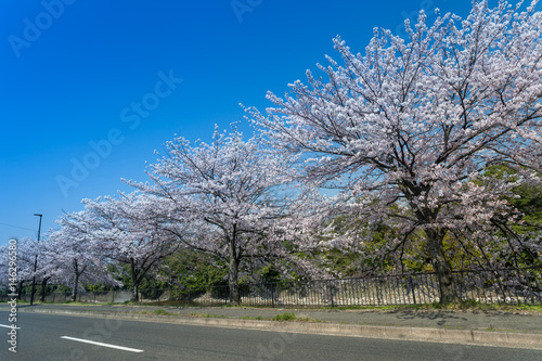 Beautiful Cherry blossom blooming with blue sky in a morning along the street in Tokyo Midtown during spring