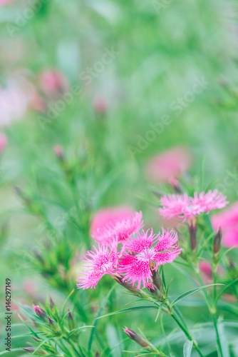 Close-Up Of Pink Flower Blooming Outdoors,shot in Shanghai,China. © fanjianhua
