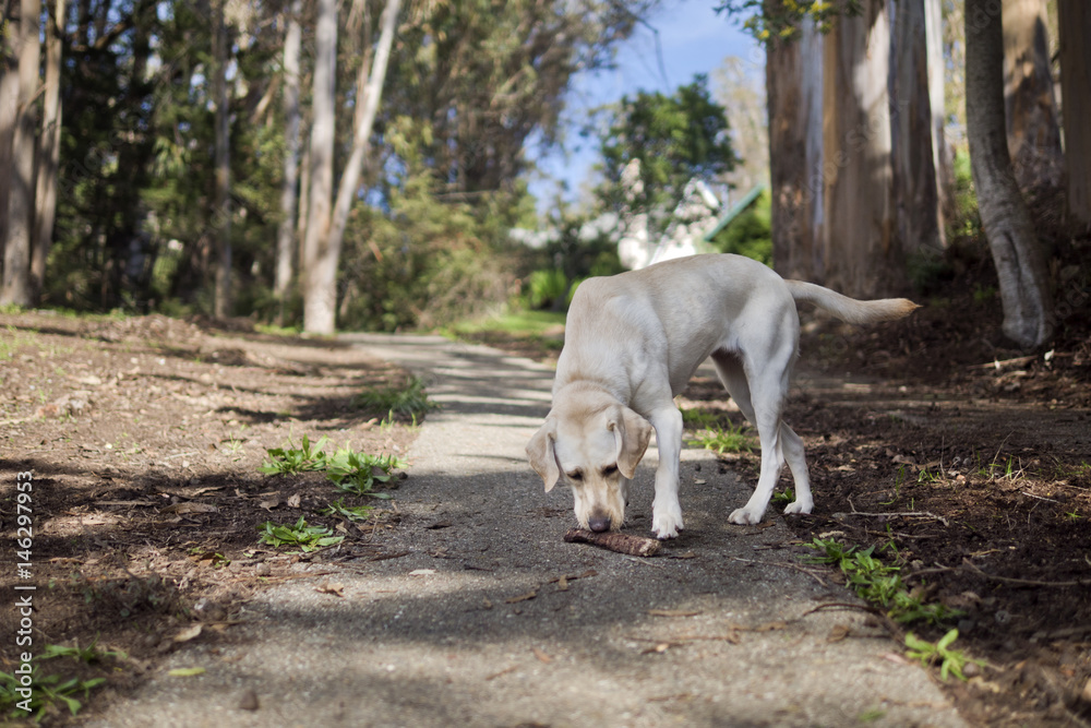 Lab Sniff Lab Sniff
