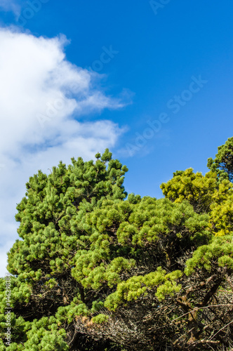 Green pine trees with blue sky