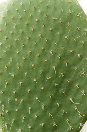 Wallpaper Mural Cactus leaf with sharp needles Torontodigital.ca