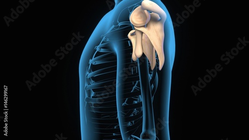 3d illustration of human body scapula anatomy