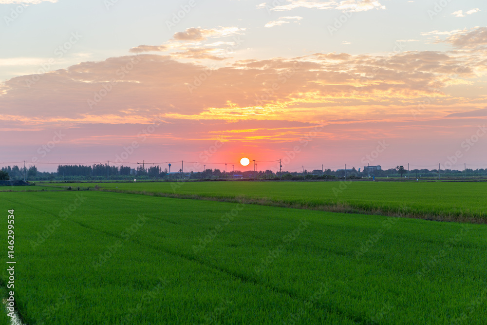 sunrise over rice fields, Thailand. sunrise over rice fields, Thailand.