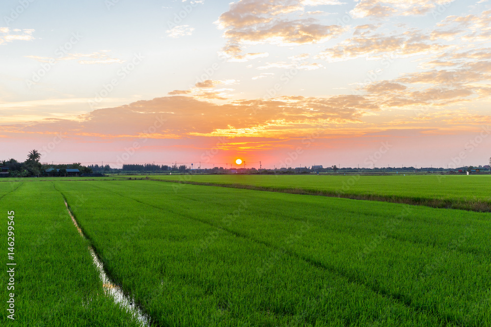 sunrise over rice fields, Thailand.