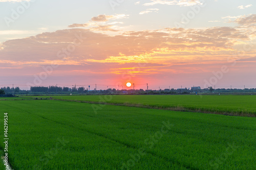sunrise over rice fields  Thailand.