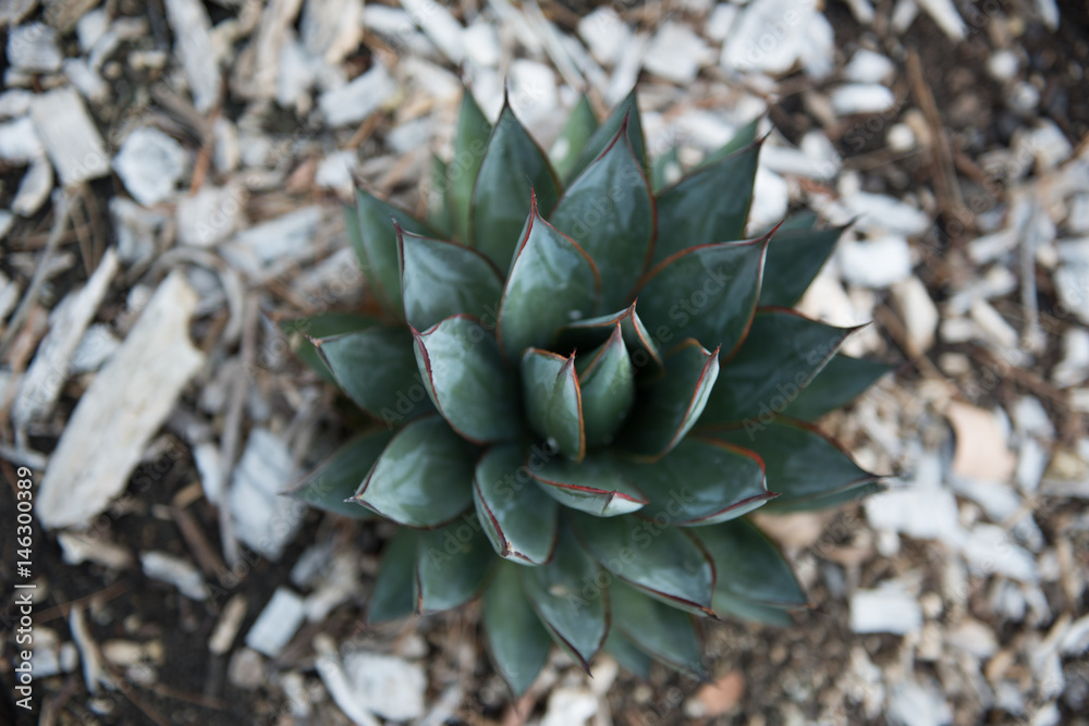 Fototapeta premium Cactus