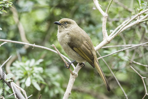 Sombre Greenbul photo