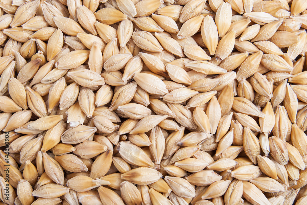Barley grains malt seeds textured macro background