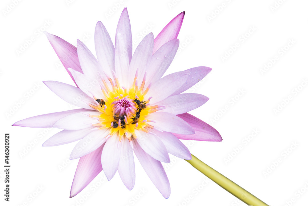 Pink water lily isolated on white