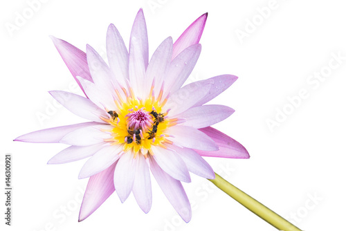 Pink water lily isolated on white