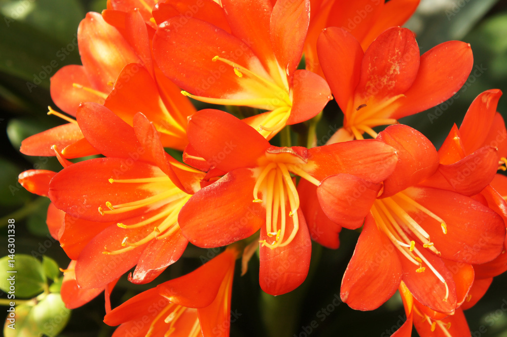 Fototapeta premium Klivie or clivia miniata bunch of red flowers with green