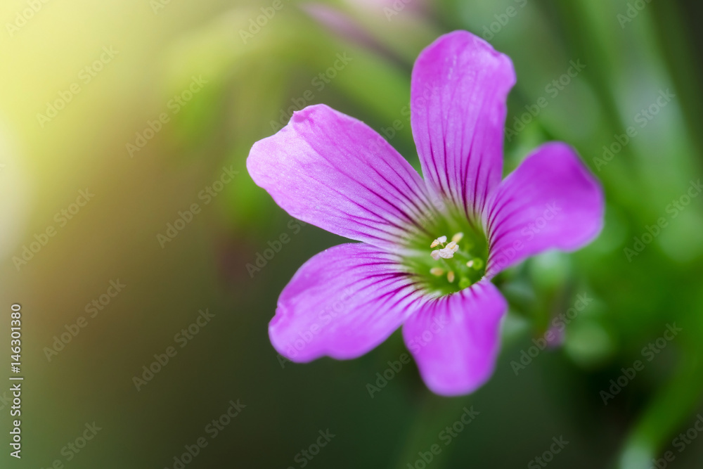 Beautiful pink small flower in the garden