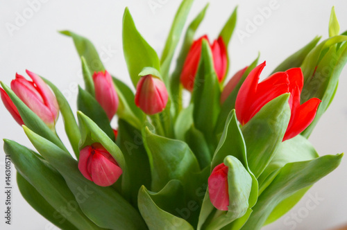 Bunch of red tulips flowers with green