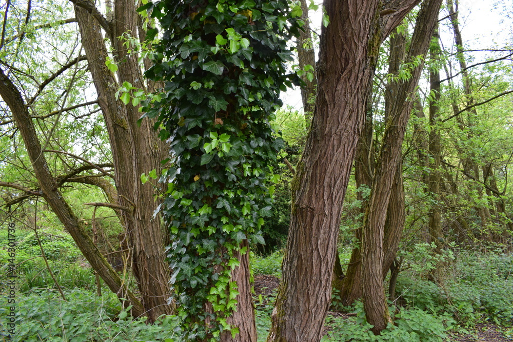 Forest, wood, tree - wiosenny las