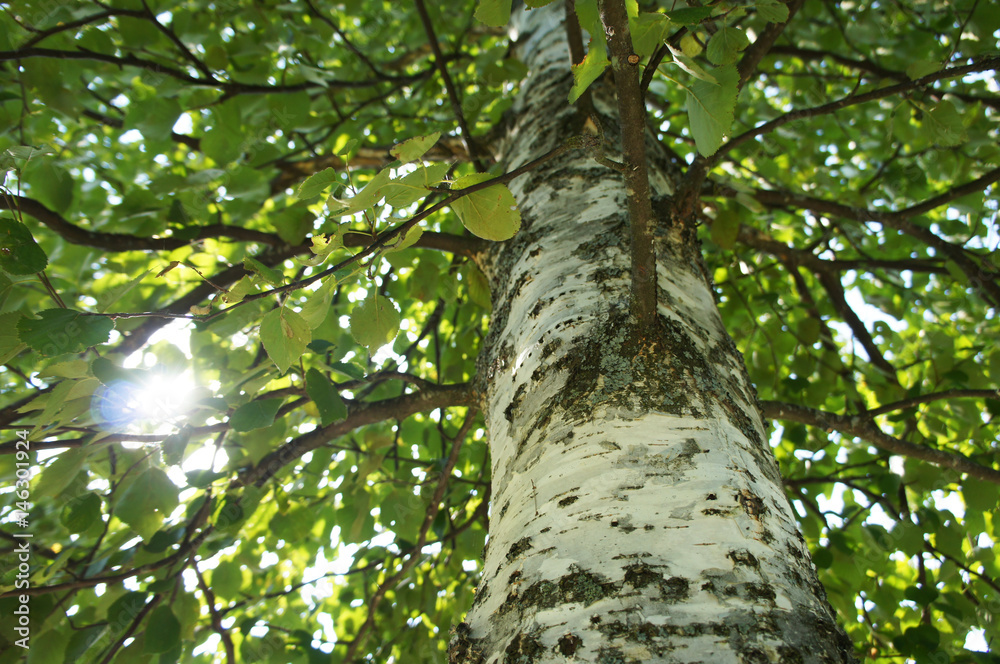 Fototapeta premium Birch tree foliage in sunlight 
