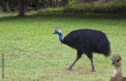 cassowary male with  baby chick