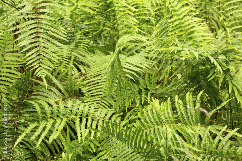 Patch of southern shield ferns in the Florida Everglades. Patch of southern shield ferns in the Florida Everglades.