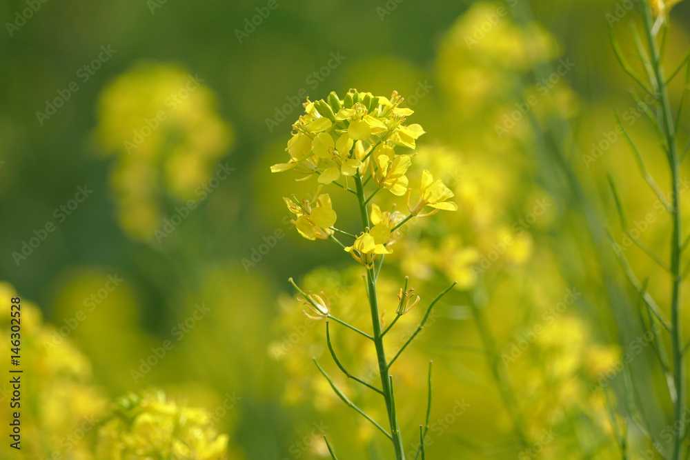 菜の花 アップ 菜の花 アップ