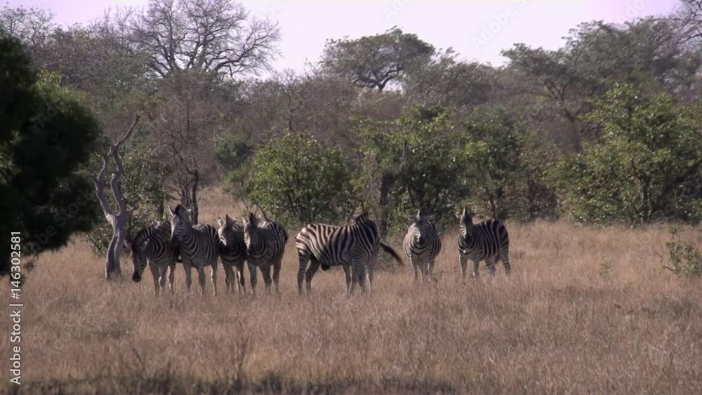 Wild animals - zebras, monkeys in safari in South Africa, slow motion - 1 Wild animals - zebras, monkeys in safari in South Africa, slow motion - 1