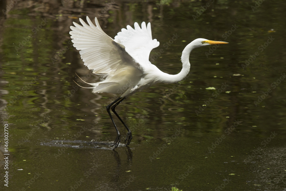 Great egret flying over a swamp in the Florida Everglades.