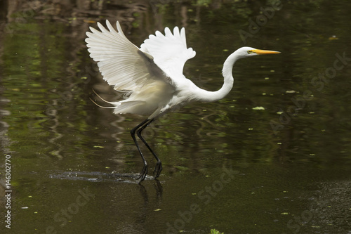 Great egret flying over a swamp in the Florida Everglades.