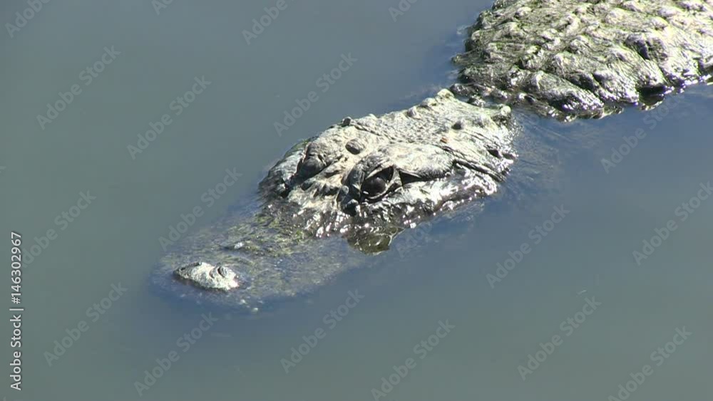 Alligators in Florid, sitting in a water and waiting for a ravening - 4 Alligators in Florid, sitting in a water and waiting for a ravening - 4