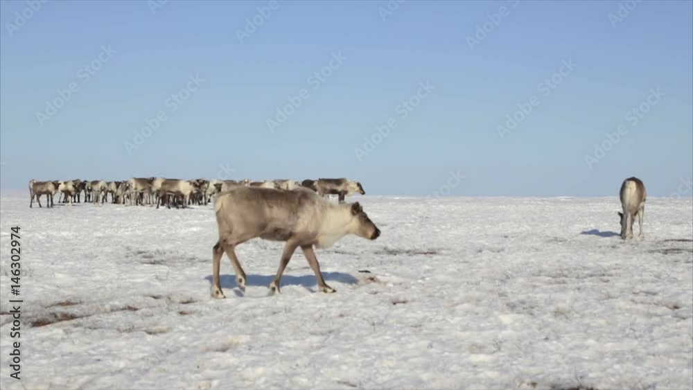 A small herd of wild deer around the endless Arctic snow desert, Tundra, North of Russia - 7 A small herd of wild deer around the endless Arctic snow desert, Tundra, North of Russia - 7