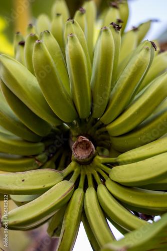 banana