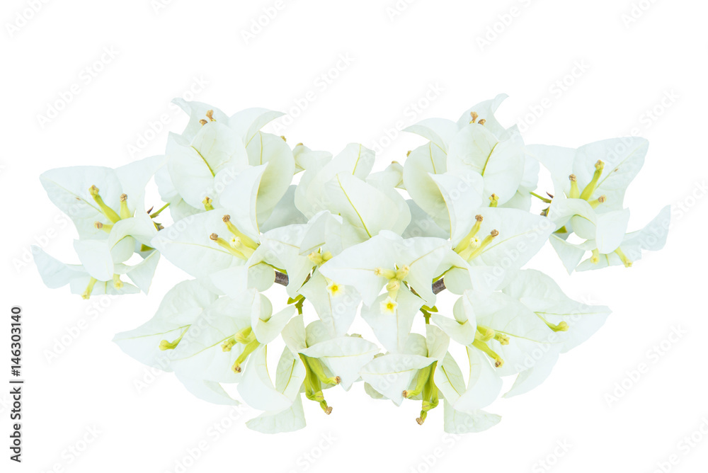 White bougainvillea flowers isolated on white