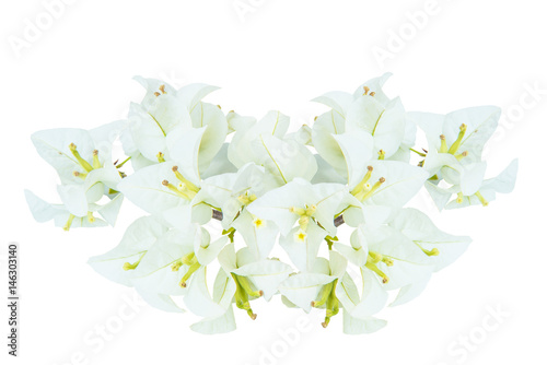 Obraz na płótnie White bougainvillea flowers isolated on white w salonie