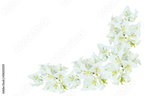 White bougainvillea flowers isolated on white © pornpanphoto3