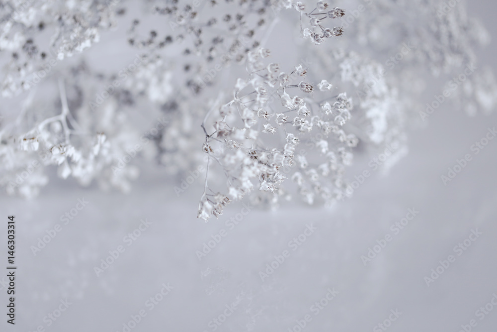 Abstract floral white background with dry white branches. Abstract floral white background with dry white branches.