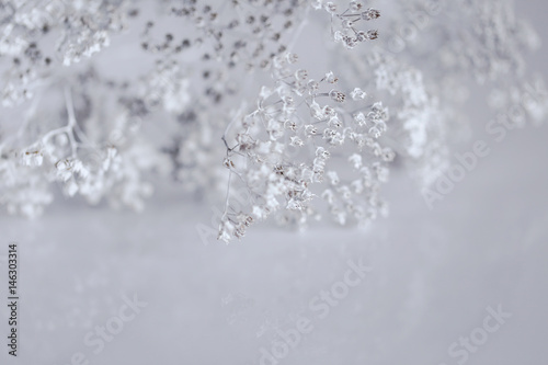 Abstract floral white background with dry white branches. 