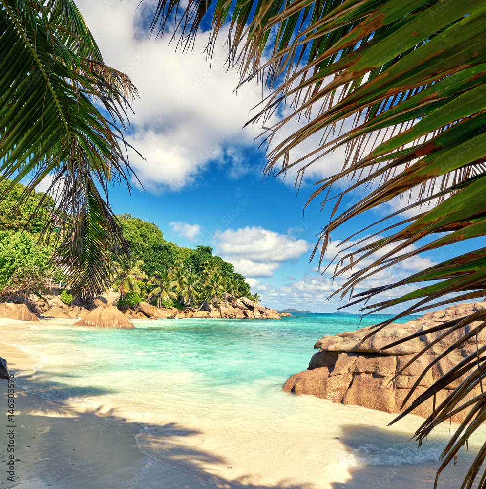 Palmen am Strand, Paradies Seychellen Stock Photo | Adobe Stock