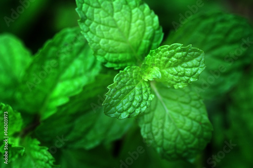 Mint leaves.Mint leaves.Mint leaves background.peppermint.leaves of mint on green background.Closeup of fresh mints leaves texture or abstract background.