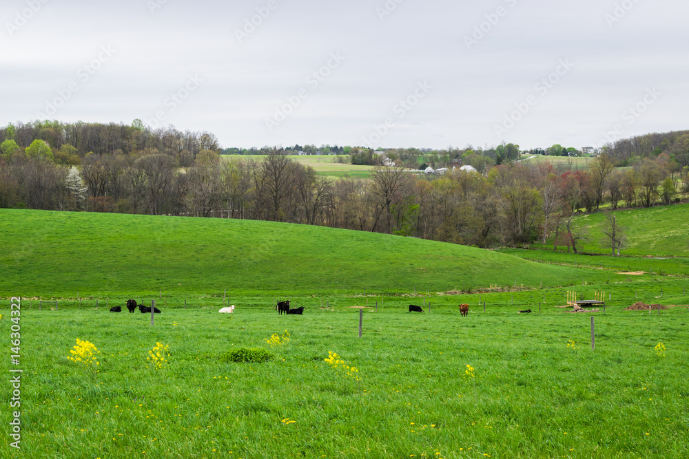 Landscape of lush farmland around southern york county pennsylvania Landscape of lush farmland around southern york county pennsylvania