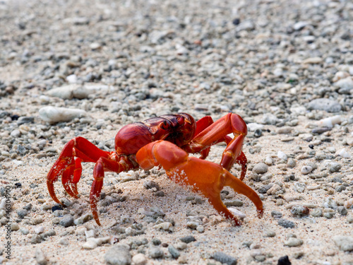 Red crab (Gecarcoidea natalis), Christmas Island, Australia