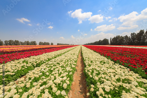 Field of white asian buttercup