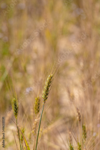 Wheat ears on the field