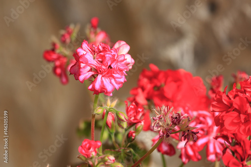 Fototapeta Naklejka Na Ścianę i Meble -  Withering pink geranium flowers
