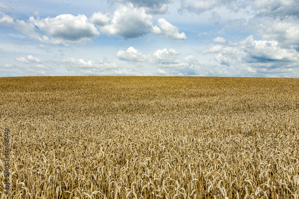 Fototapeta premium weisse Wolken am blauen Himmel über goldenen Kornfeldern