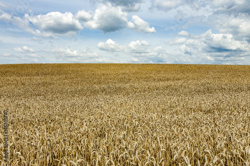 weisse Wolken am blauen Himmel über goldenen Kornfeldern