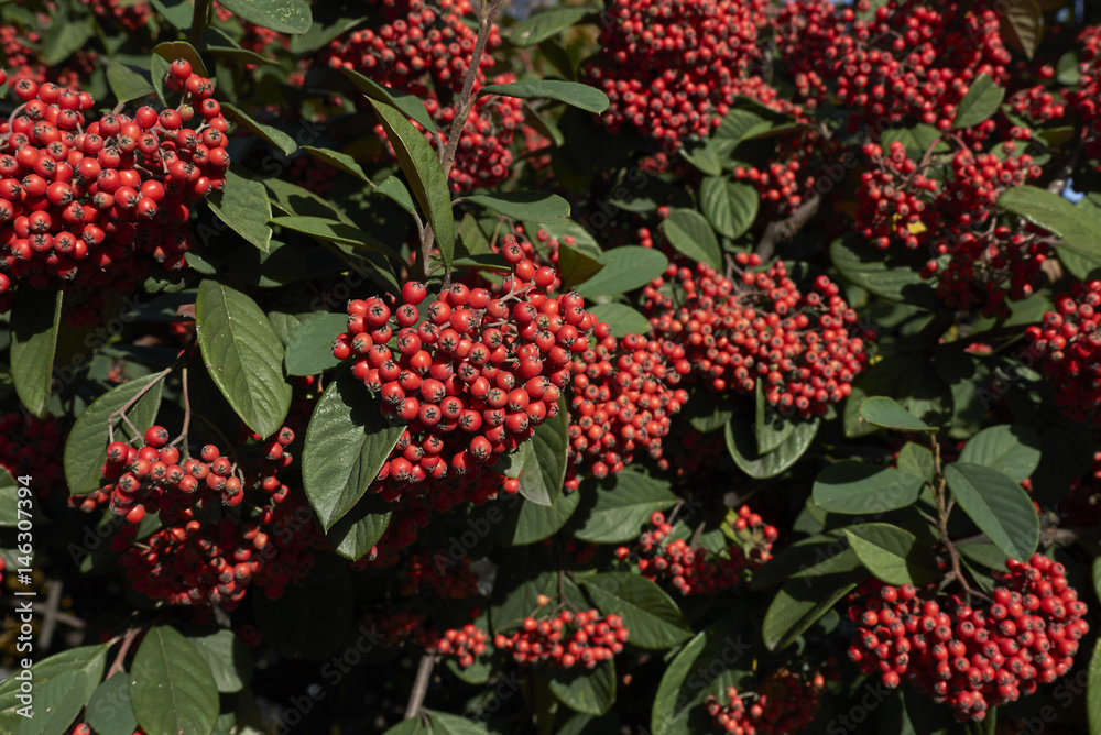 Obraz premium Cotoneaster lacteus close up