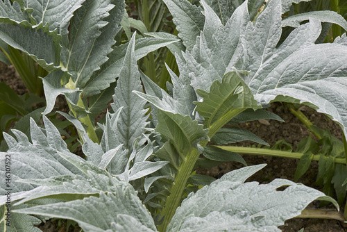 Foto Cynara cardunculus close up